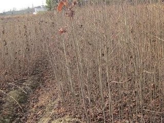 大量供應地徑2-5公分楓香及造林小苗與種子，助力生態綠化與造林工程