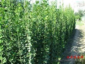 泰安矮化蘋果苗與湖北新濃紅蘋果苗 盛旺園藝場專業供應指南