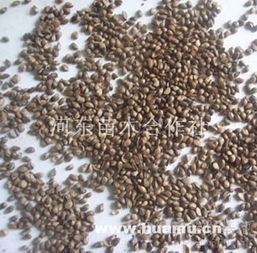 甜茶種子與河東苗木合作社 專業育苗助力綠色產業