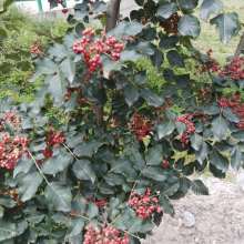 種子苗木 綠色產(chǎn)業(yè)的基石與發(fā)展前景