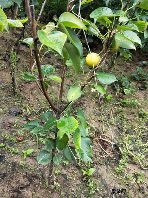 2公分梨樹苗的避光栽培與儲存方法