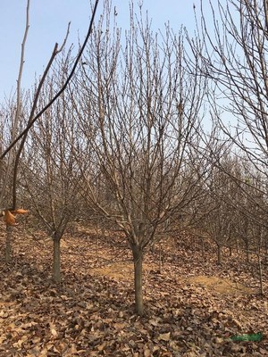 南召縣苗木種子購銷中心 優(yōu)質(zhì)種子苗木的供應(yīng)基地