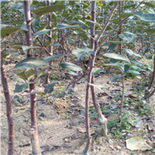 重慶蘋果苗種植基地 專業(yè)批發(fā)優(yōu)質(zhì)蘋果苗木