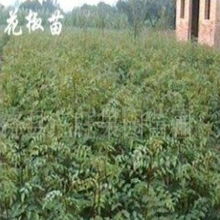 助力綠色發(fā)展 絳縣山汪苗木種子專業(yè)合作社的苗木與種子業(yè)務(wù)