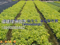 優(yōu)質(zhì)綠化苗木與種子苗木的全面供應(yīng)