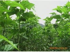 專業(yè)苗木供應(yīng) 桑樹、構(gòu)樹、楓楊等綠化種苗一站式采購