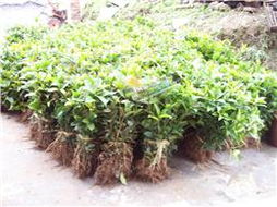 苗木與種子 培育綠色未來的基石