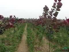 彩葉苗木與種子供應 為城市與庭院注入多彩生命力