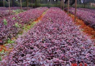 批發供應紅繼木等各類綠化苗木，價格透明，廠家直供