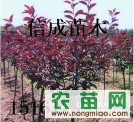 江蘇信成苗木 專業供應紫葉李，農苗網一站式采購指南