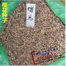 櫻花樹種全覽 從種子到苗木的選購與栽培指南