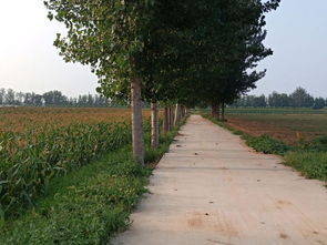 長治山東民泰土地咨詢 種子苗木產業的戰略伙伴