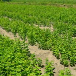 遼寧喬灌木基地 播種與扦插小苗大全，東北苗木花卉合作社的專業供應商