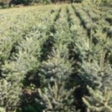 苗木云杉種子價格、批發渠道與廠家選購指南