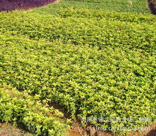 鎮頭湘龍楊三苗圃 精品桂花打造園林綠化新熱點