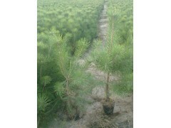 青松苗圃 一站式苗木種子供應，打造專業綠化解決方案