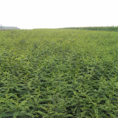 迎春園藝場 優質皂角樹苗與種子，打造綠色經濟新選擇