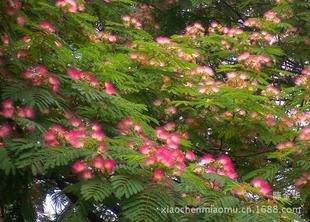 合歡樹（絨花樹）種子與苗木 打造生態綠意與園林景觀的優選