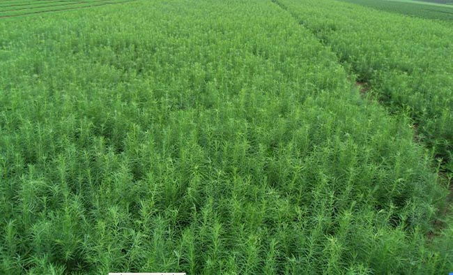 明鑫苗木種子經(jīng)銷處 優(yōu)質(zhì)樟子松種子與苗木的專業(yè)供應(yīng)商