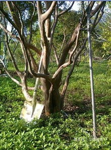 苗木代理新機遇 盆栽與種子苗木市場全解析